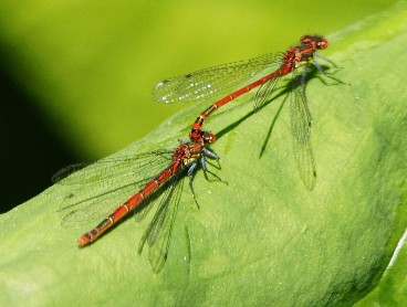 Dragonflies